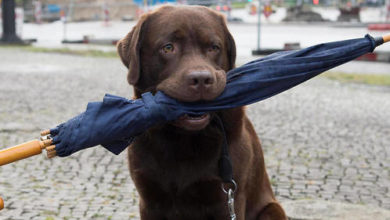 Qu'ils aient deux, trois, quatre, zéro ou mille pattes, nos meilleurs amis les animaux nous épatent.