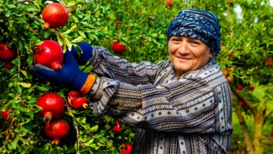 Main-d'oeuvre Legalissimo entreprise