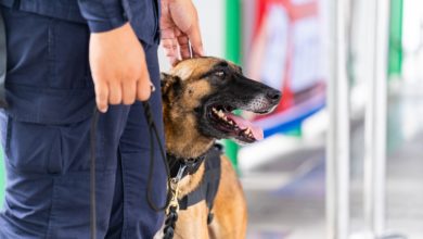 Plan Vigipirate Legalissimo terrorisme